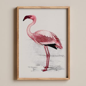 Fenicottero minore, illustrazione di uccelli di C. G. Finch-Davies, schizzo di fenicottero, elegante illustrazione di fauna selvatica, arredamento per la casa ispirato alla natura
