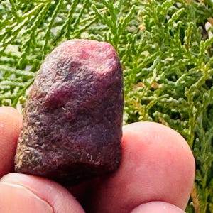 Può includere: Una gemma di rubino grezza, non tagliata, tenuta tra le dita. Il rubino ha un colore bordeaux intenso con una parte superiore rosso-rosata più chiara. La superficie è strutturata e irregolare, mostrando la sua forma naturale e grezza. Lo sfondo è un fogliame verde sfocato.