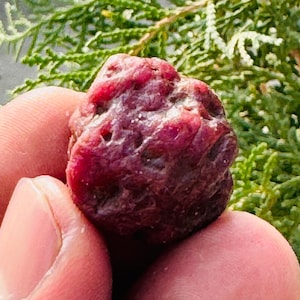Può includere: Primo piano di una gemma di rubino grezza, non tagliata, tenuta in mano. Il rubino è di un colore rosso intenso e ricco, con una superficie ruvida e strutturata. Lo sfondo presenta un fogliame verde, creando un contrasto naturale.