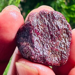Può includere: Una gemma di rubino grezza e non tagliata, tenuta tra le dita. Il rubino è di colore rosso intenso con una superficie strutturata e una struttura cristallina visibile. La gemma ha una forma irregolare.