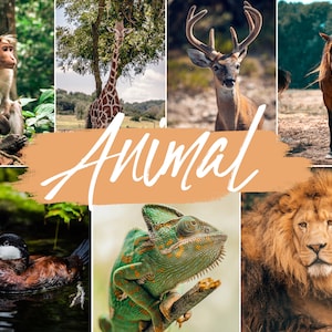 10 Animal Lightroom Presets Mobile & Desktop | Animal Filter | Pet Dog Cat wildlife | Instagram, Influencer, Blogger Preset