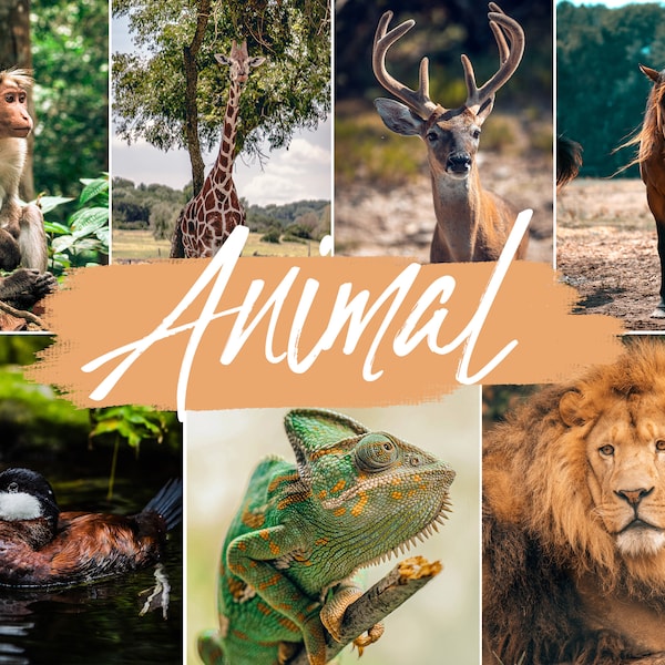 10 Animal Lightroom Presets Mobile & Desktop | Animal Filter | Pet Dog Cat wildlife | Instagram, Influencer, Blogger Preset