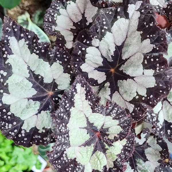 Begonia Dolce Vita starter