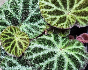 Begonia Ningmingensis Bella starter