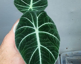 Alocasia Black velvet