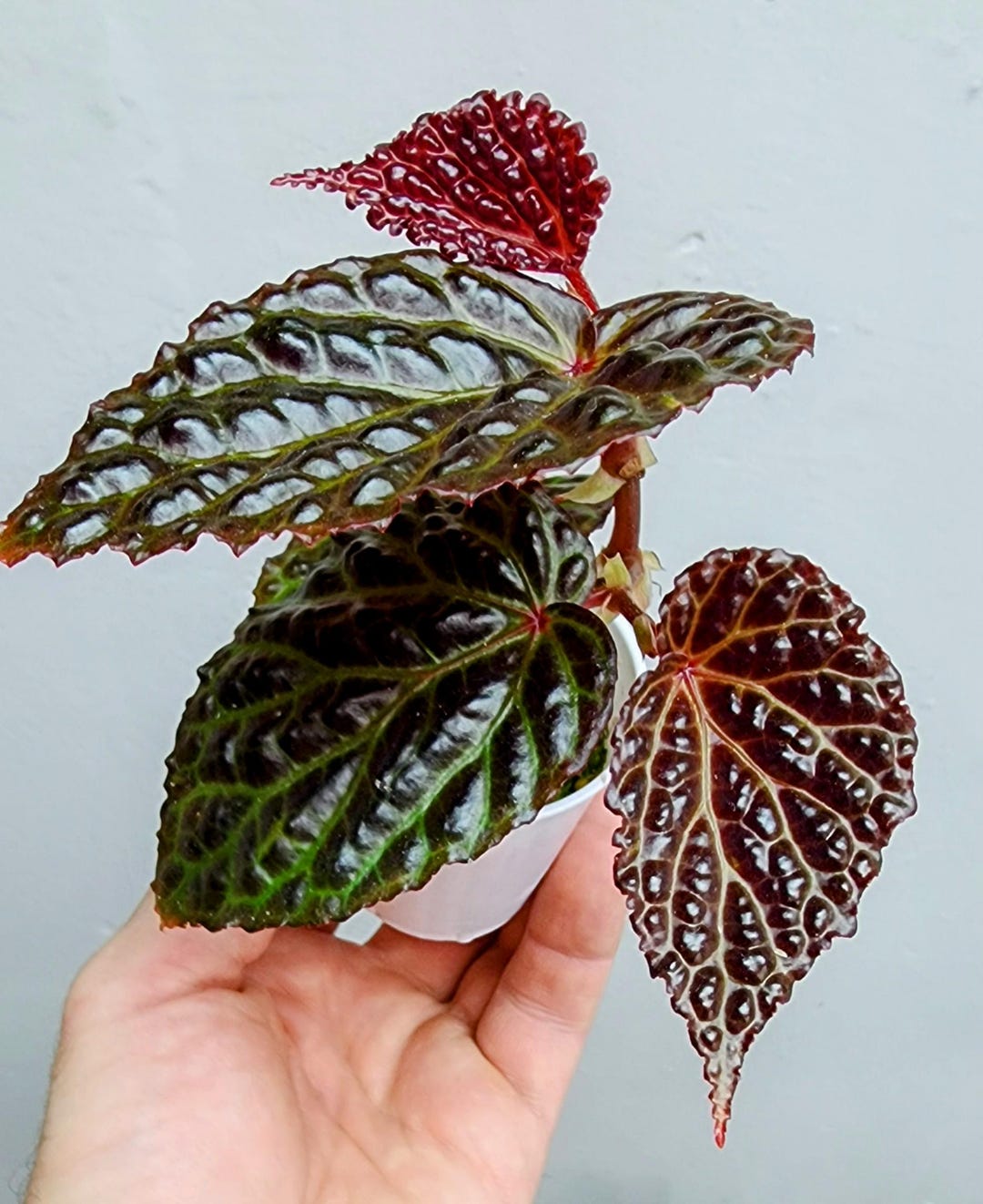 Begonia Temuyuk Blue X Dracopelta Hybrid Etsy