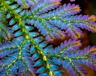 Selaginella Willdenowii 8" cutting