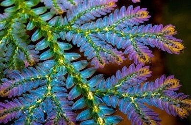 Selaginella Willdenowii Cutting With Root - Etsy