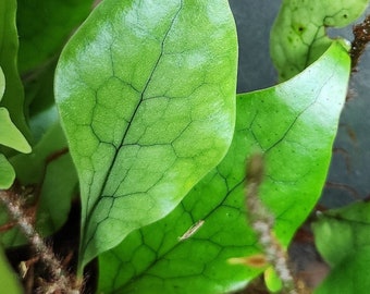 Microsorum Liguiforme LARGE rooted cutting fern