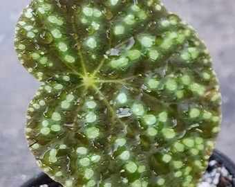Begonia u641