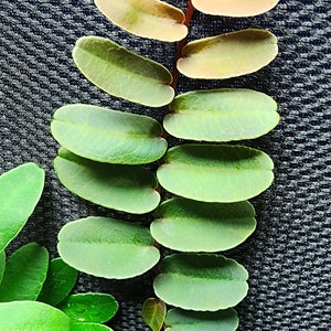 Marcgravia sintenisii 12 leaf cutting