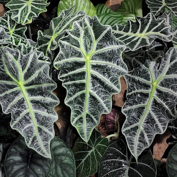 Alocasia Polly starter