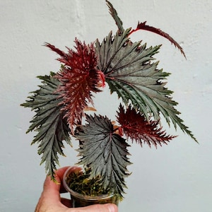 Begonia Miri Papua New Guinea starter