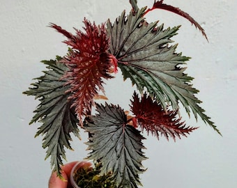 Begonia Miri Papua New Guinea starter