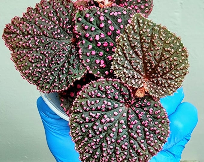 Begonia Pink Urchin