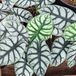 Alocasia Silver Dragon starter