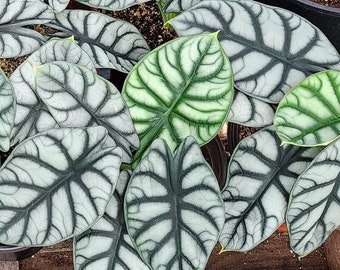 Alocasia Silver Dragon starter