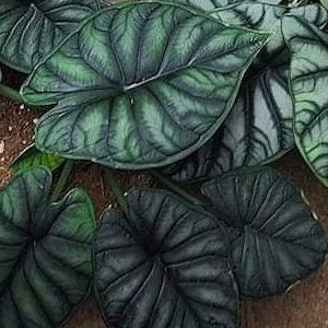 Alocasia Dragon scale starter