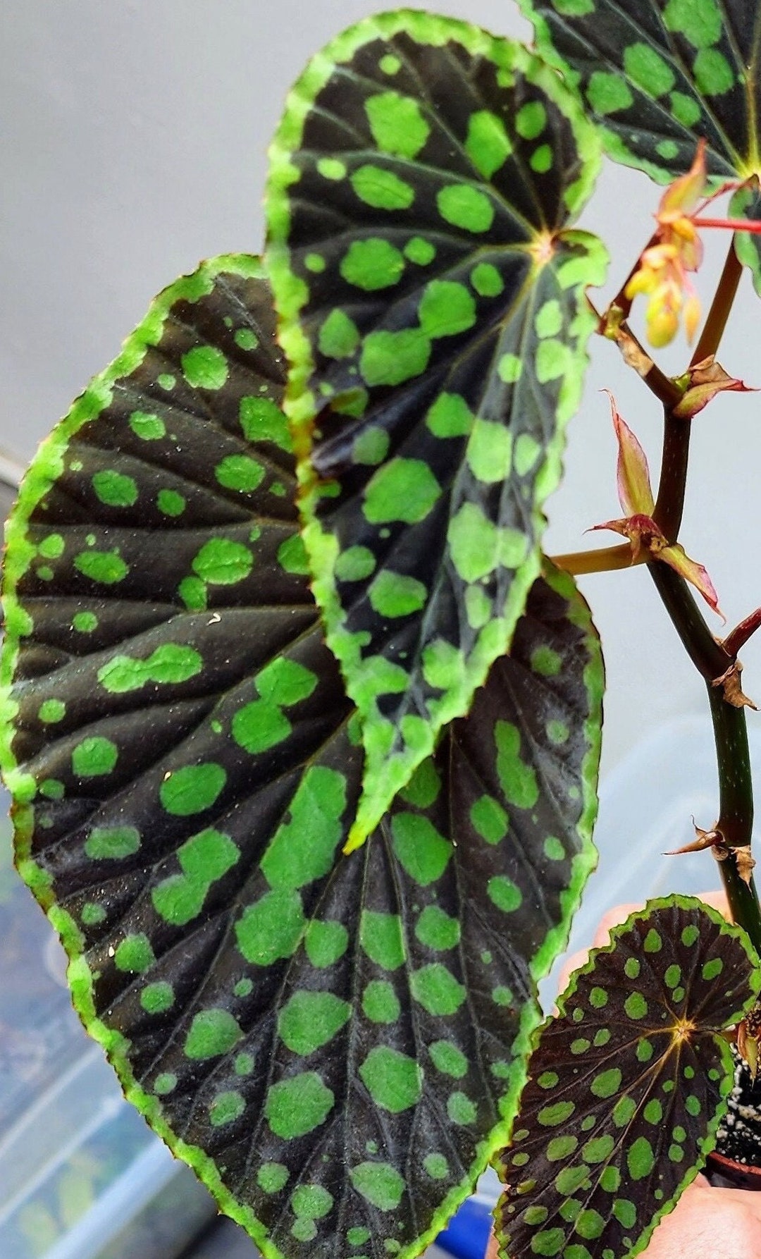Begonia Chlorosticta Red Form Starter - Etsy