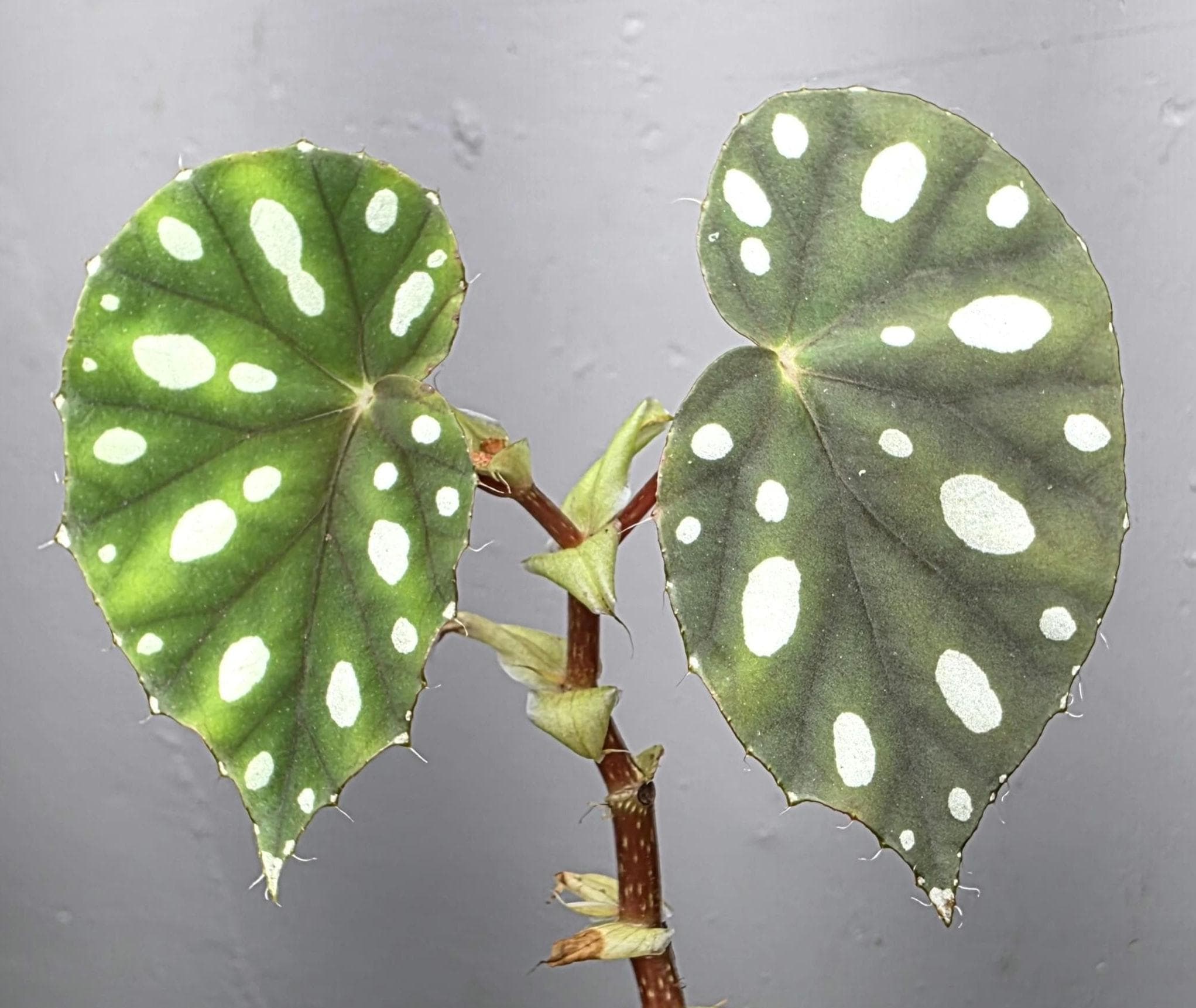 レア ベゴニア ルージュ Variegated Begonia Rouge大苗② 【公式通販】