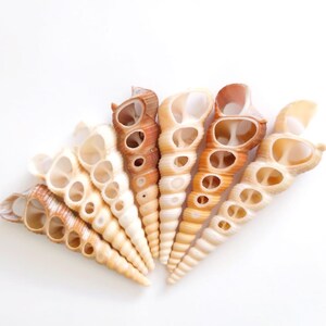 Brown White Cut Turritella Seashells, Turritella Seashells, Cut Shells, Screw Shells, Seashell Supply, Beach Wedding Decor, Shells for Resin