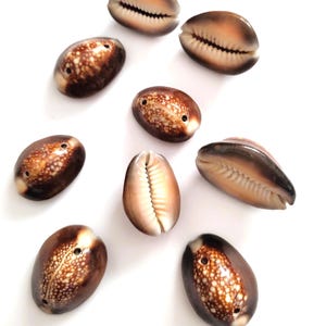 Cowrie Shell, cypraea annulus, Brown Cowrie Shells, Best Quality Natural Seashell loose with Two Holes, diy shell jewelry making crafts