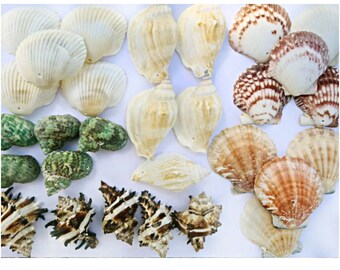 May include: A collection of seashells in various shapes, sizes, and colors. The shells include white, brown, green, and pink colors. Some shells have intricate patterns and textures.