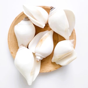 White Canarium Shells, Strombus Canarium, Beach Wedding Shells, Seashell Craft Mix, Shells for Resin, Shells Bulk, Beach Craft Supplies