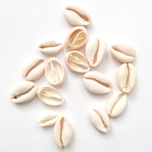 Cut Cowrie Shells, Sliced Cowrie Shells, Genuine African Cowry, Money Shell Bead, DIY Craft Shells, Cowry Seashells, Shell Jewelry Supplies