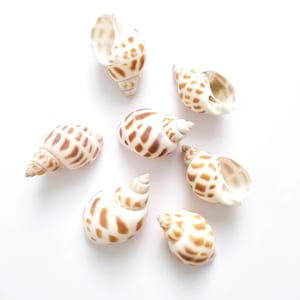 Puede incluir: Siete conchas marinas con forma de espiral y un patrón moteado crema y marrón dispuestas sobre un fondo blanco. Las conchas, de diferentes tamaños, están abiertas, revelando su estructura interna.