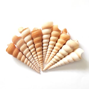 Brown White Turritella Seashells, Turritella Seashells, Screw Shells, Seashell Supply, Beach Wedding Decor, Seashell Craft, Shells for Resin