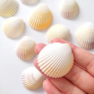 White Scallop Shell, Natural Spiral Shell Beads, Small Shell Bead, White Ark Clam Shells, Craft Supplies, Home Decor, Wedding Art Craft