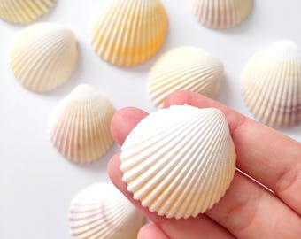 White Scallop Shell, Natural Spiral Shell Beads, Small Shell Bead, White Ark Clam Shells, Craft Supplies, Home Decor, Wedding Art Craft