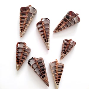Telescopium Auger Seashell Slices, Seashell Craft, Shells for Resin, Shells Bulk, Wedding Sea Shells, Spiral Shell Pieces, Beach Crafts