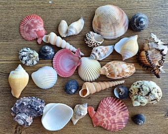 SAC MYSTÈRE Perles de coquillages, Mélange de coquillages, Coquillages assortis, Décoration naturelle, Remplisseurs de vase, Fête d’artisanat d’art, Décor de mariage