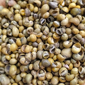 May include: A close-up shot of a pile of small, light-colored seashells. The shells vary in size and shape, with a mix of smooth and textured surfaces. The color palette is primarily beige and tan, with some shells showing hints of gray and green.