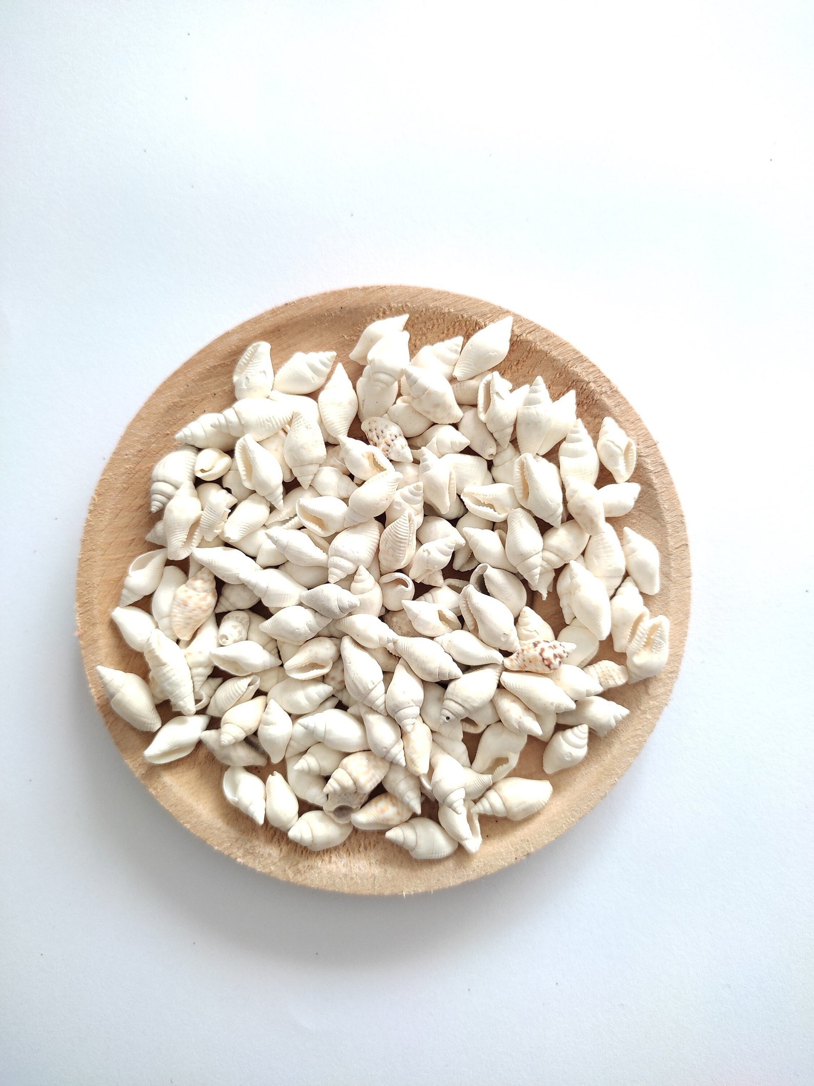 MINI NASSA SHELLS, Small Seashell Mix, Tiny Sea Shell Lot, Beach ...