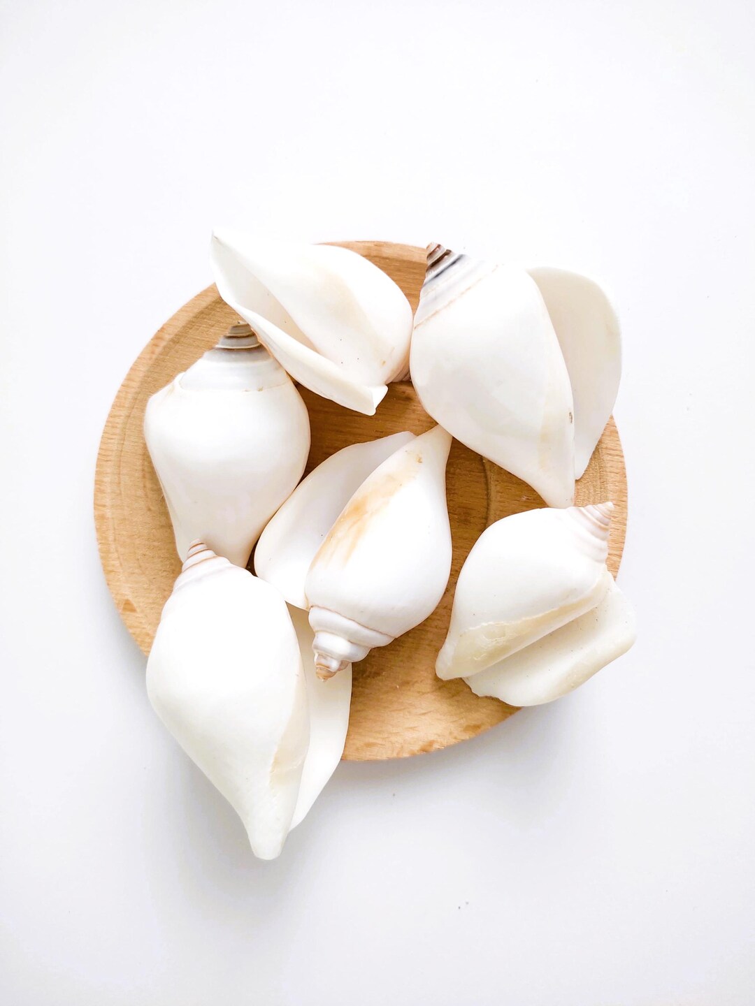 White Canarium Shells, Strombus Canarium, Beach Wedding Shells ...