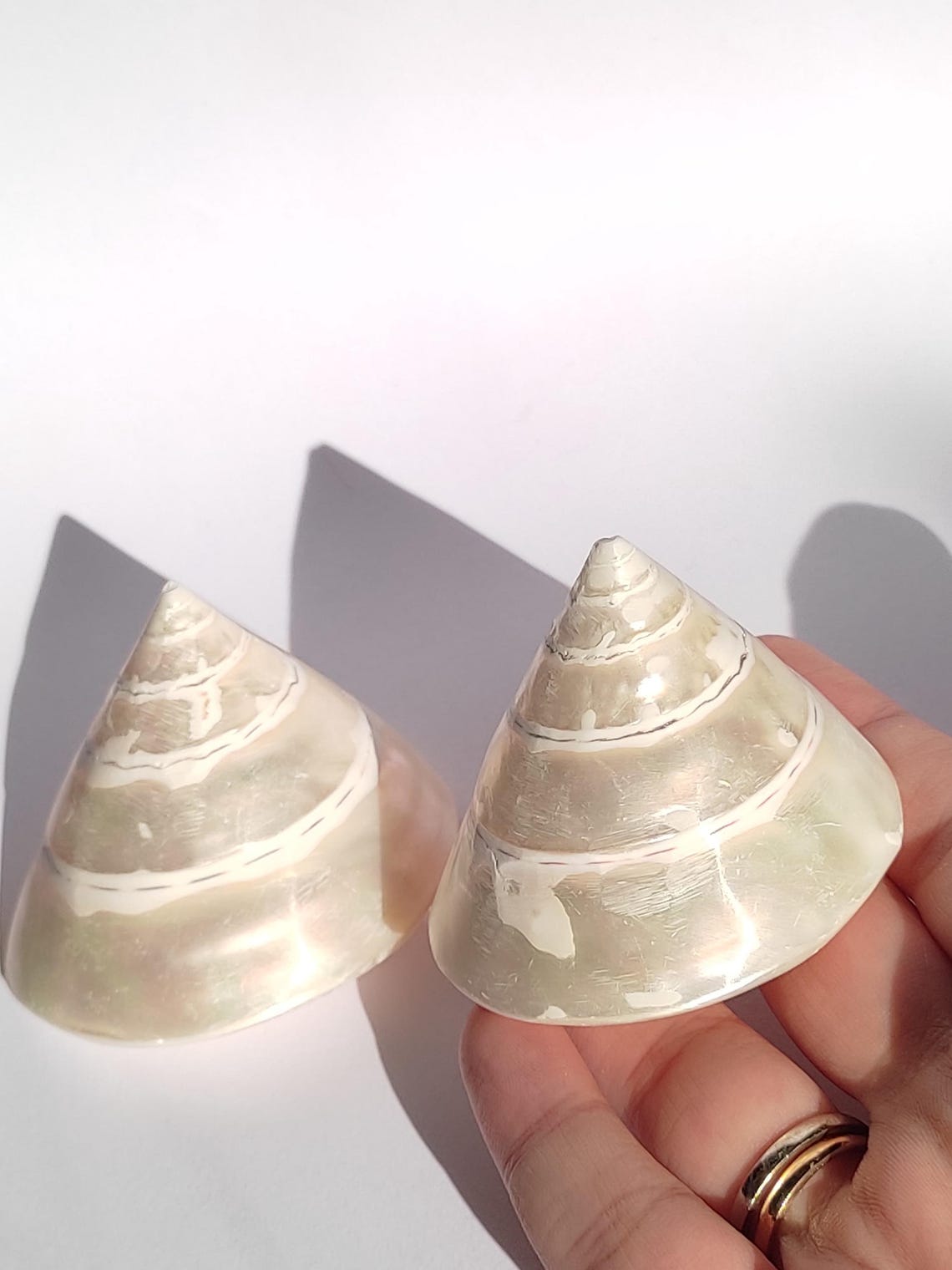 Pearl Trochus Shell, Pyramid Shell, Trochus Shell, Coastal Decor, Beach ...