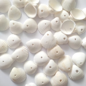 May include: A collection of white seashells with a hole drilled through the center. The shells are arranged in a random pattern on a white background.