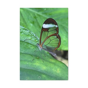 Canvas - Glass winged butterfly