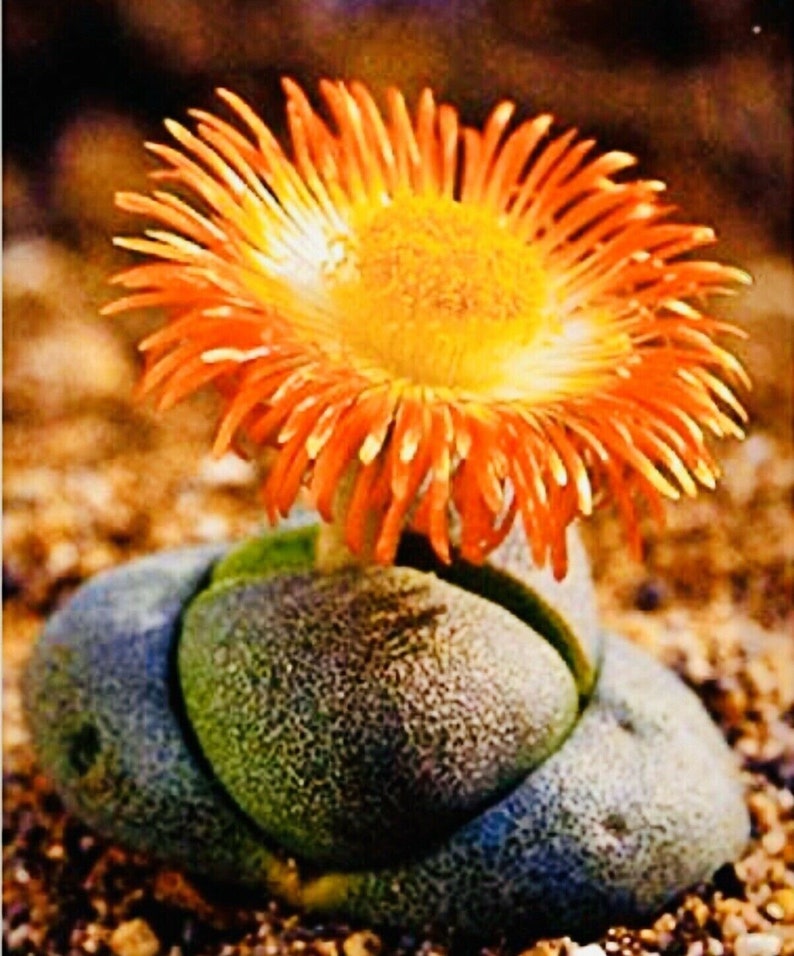 150 Pcs Lithops Rare Living Stones Plant Succulent Cactus Etsy UK