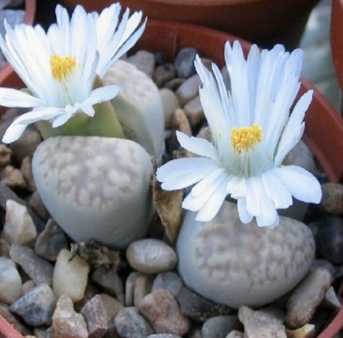 150 Pcs Lithops Rare Living Stones Plant Succulent Cactus Etsy UK