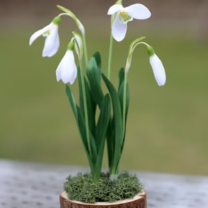 May include: A small arrangement of snowdrop flowers in a rustic wooden planter. The white flowers have green stems and leaves, and are set in a bed of green moss. The planter is made of a section of a tree trunk.