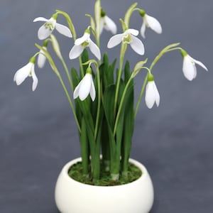 Può includere: Un'arrangiamento di bucaneve in vaso. I fiori bianchi, con accenti verdi, sono in piena fioritura, con lunghi steli e foglie verdi. Il vaso rotondo in ceramica bianca è riempito di muschio verde.