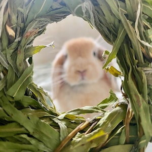 Fresh 2025 Organic Willow Wreath/Ring– Handcrafted Forage & Chew Toy for Rabbits and Small Pets (bunny,guinea pig,chinchilla,hamster,gerbil)