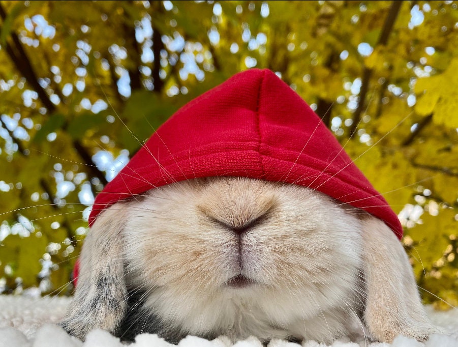 Bunny Hoodie - Soft & Trendy Small Pet Clothes for Rabbits Bunny Hoodie - Soft & Trendy Small Pet Clothes for Rabbits