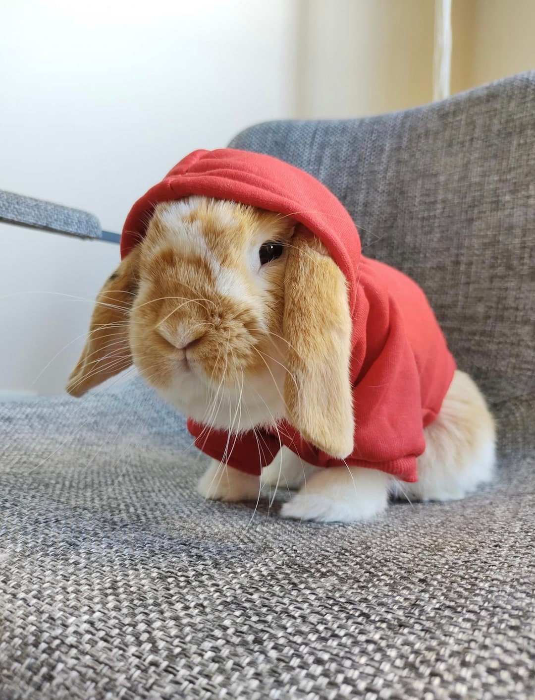 Bunny Hoodie - Soft & Trendy Small Pet Clothes for Rabbits Bunny Hoodie - Soft & Trendy Small Pet Clothes for Rabbits