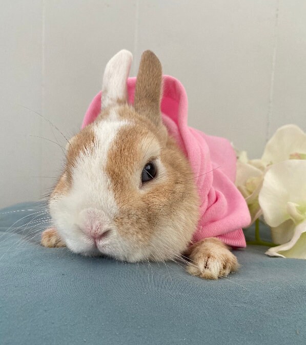 Bunny Hoodie - Soft & Trendy Small Pet Clothes for Rabbits Bunny Hoodie - Soft & Trendy Small Pet Clothes for Rabbits