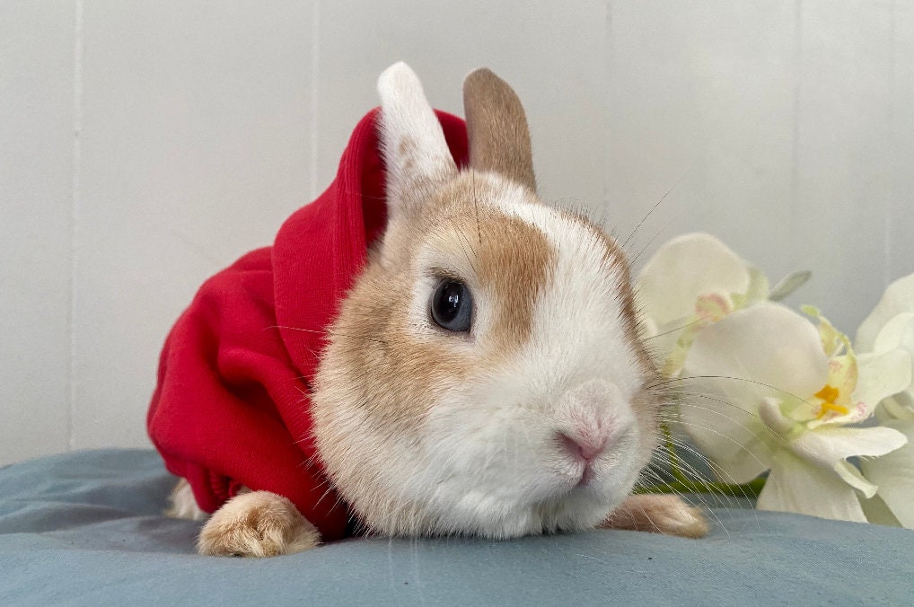 Bunny Hoodie - Soft & Trendy Small Pet Clothes for Rabbits Bunny Hoodie - Soft & Trendy Small Pet Clothes for Rabbits